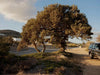 Wondering People_Tree, Antiparos_105